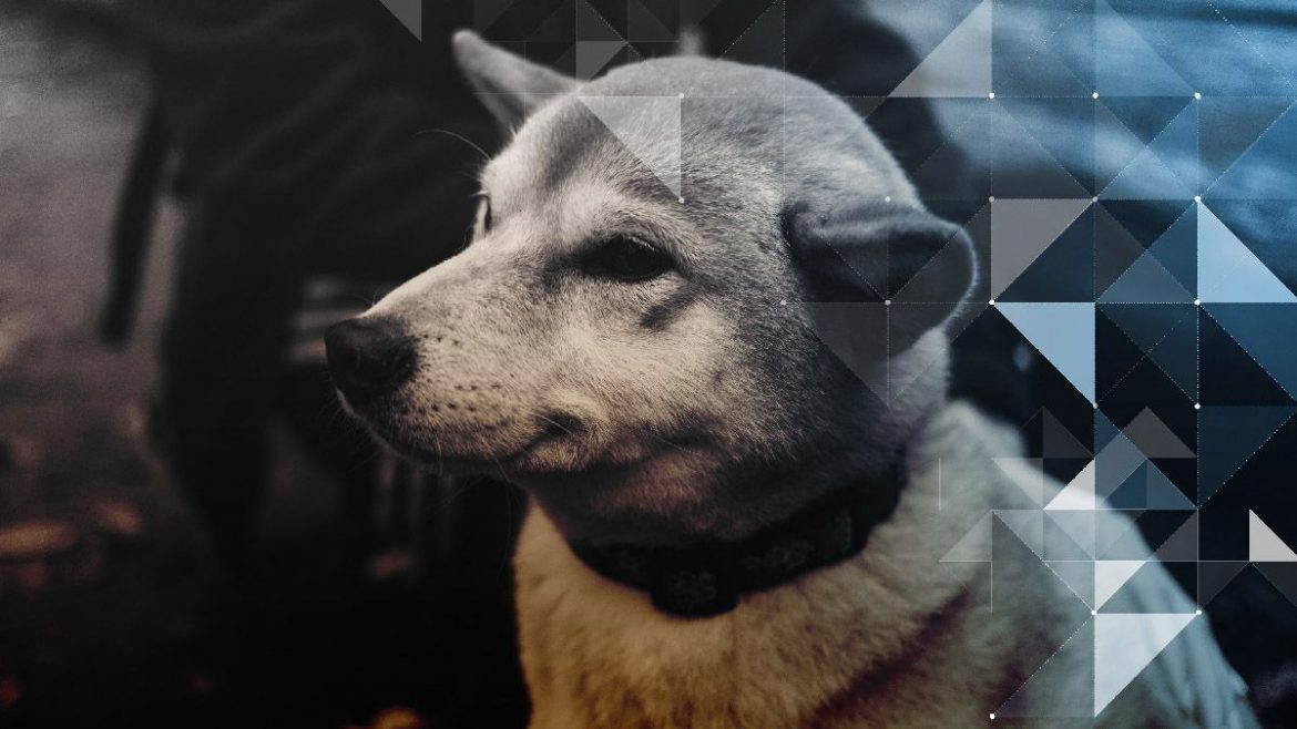 Dogecoin Sees a 51% increase in 2minutes | Crypto Trader News